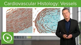 Cardiovascular Histology Vessels – Histology  Lecturio [upl. by Ettenrahs]