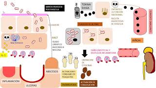 SHIGELLA [upl. by Kristin]